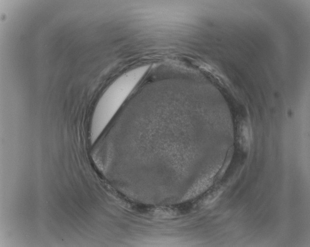 X0000065980697200603172115