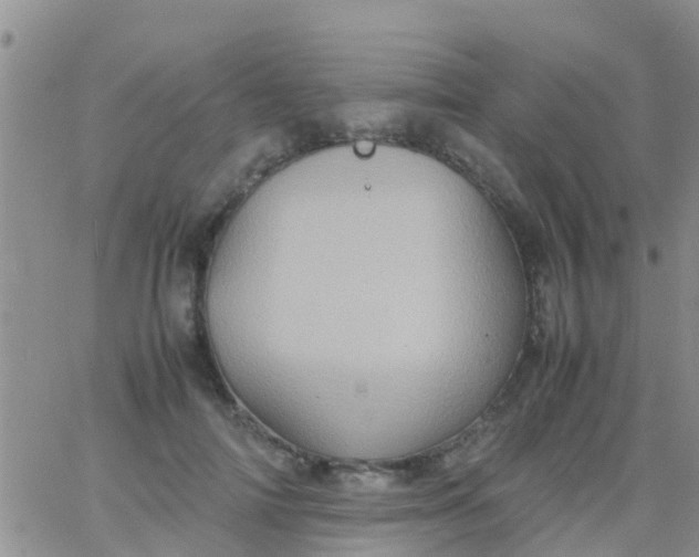 X0000065980698200603172115