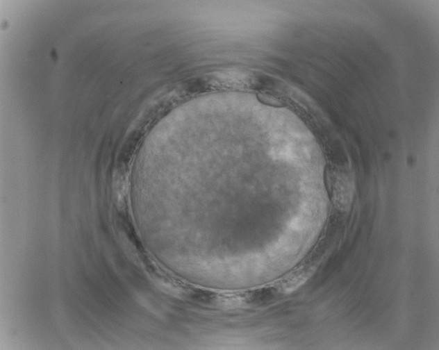 X0000065980701200603172115