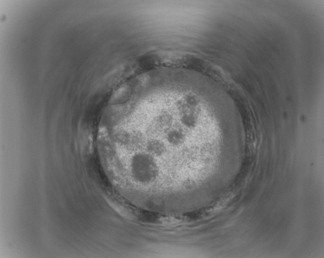 X0000065980703200603172115