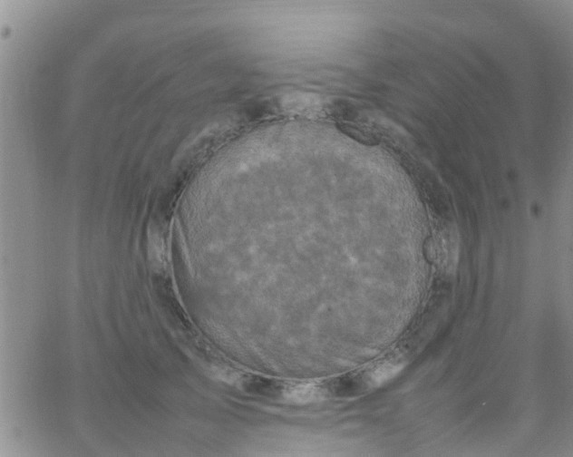 X0000065980705200603172115