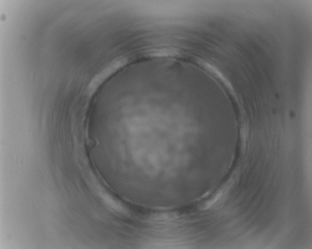 X0000065980721200603172114