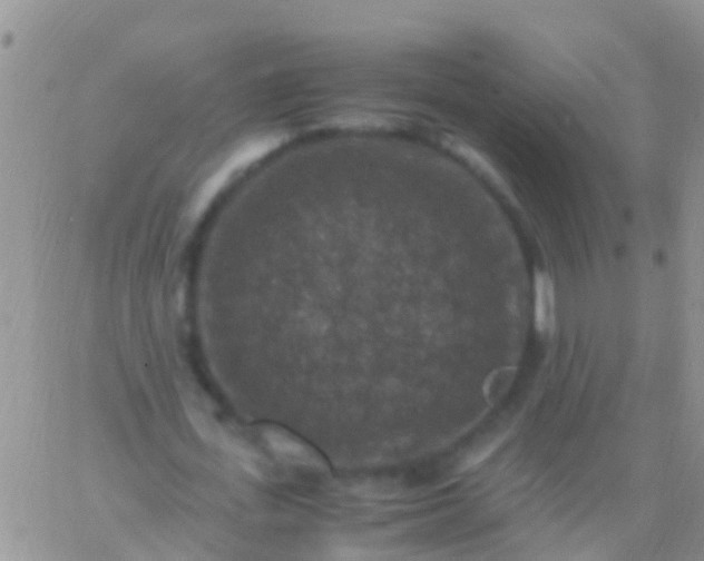 X0000065980723200603172114