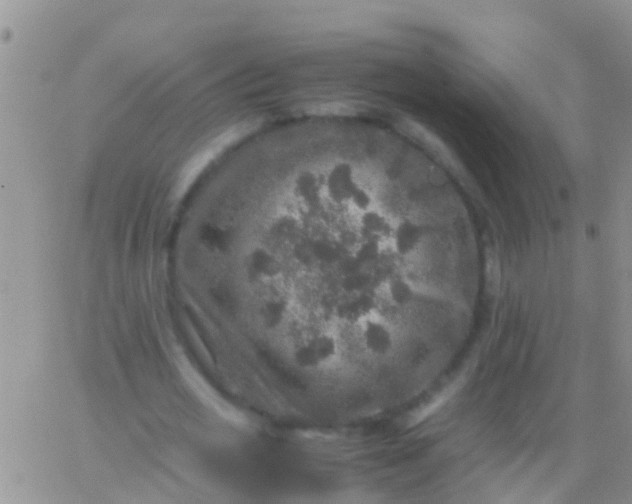 X0000065980725200603172114