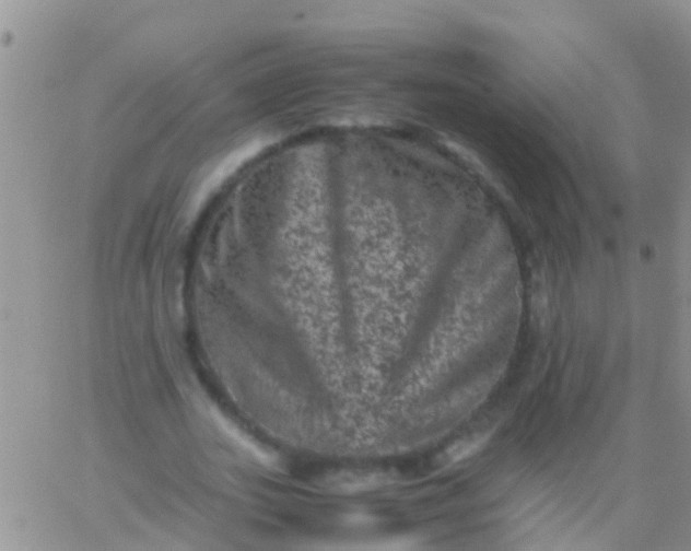 X0000065980727200603172114