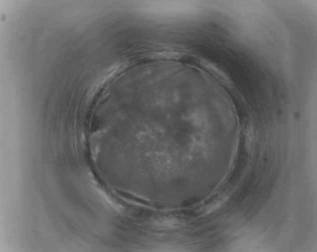 X0000065980729200603172114