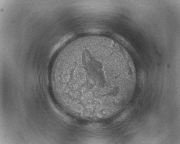 X0000065980734200603172114