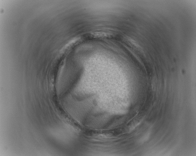 X0000065980737200603172114