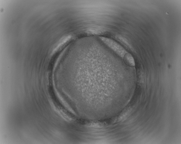 X0000065980738200603172114