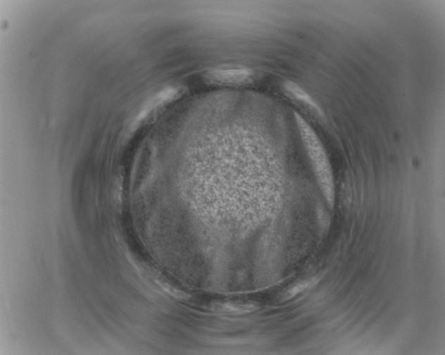 X0000065980739200603172114