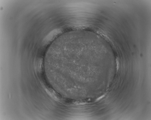 X0000065980742200603172114