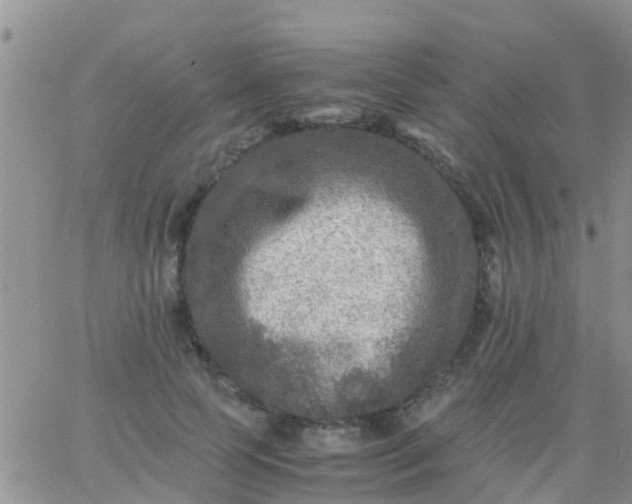 X0000065980745200603172115