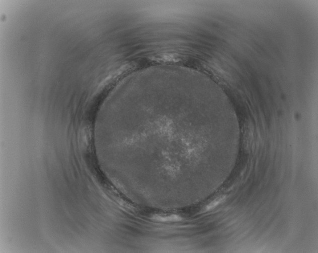 X0000065980747200603172115