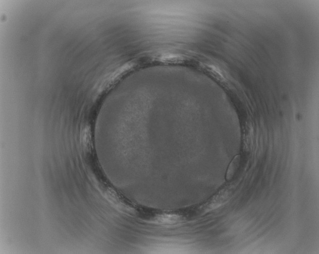 X0000065980748200603172115