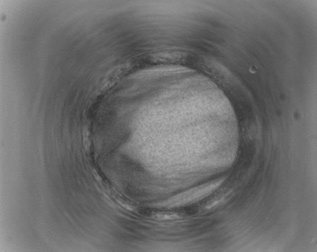 X0000065980749200603172115