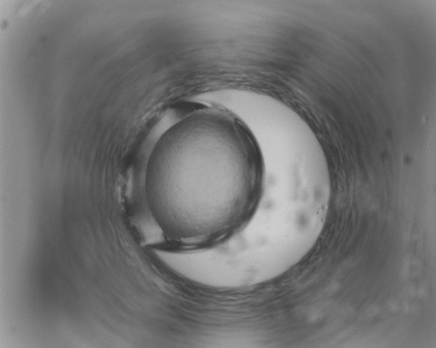 X0000065980750200603172115