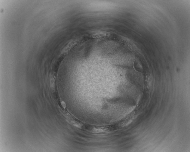 X0000065980753200603172115