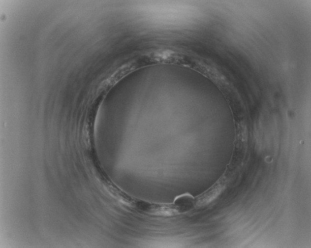 X0000065980754200603172115