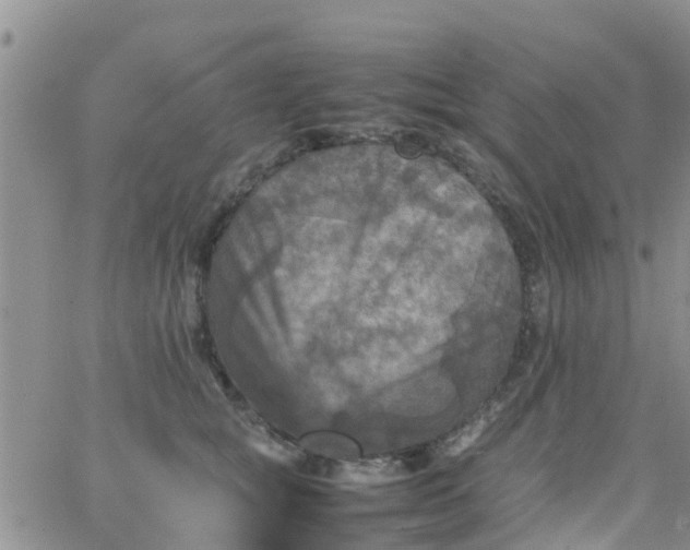 X0000065980757200603172115