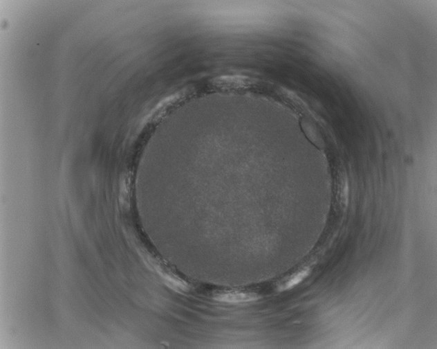 X0000065980759200603172115