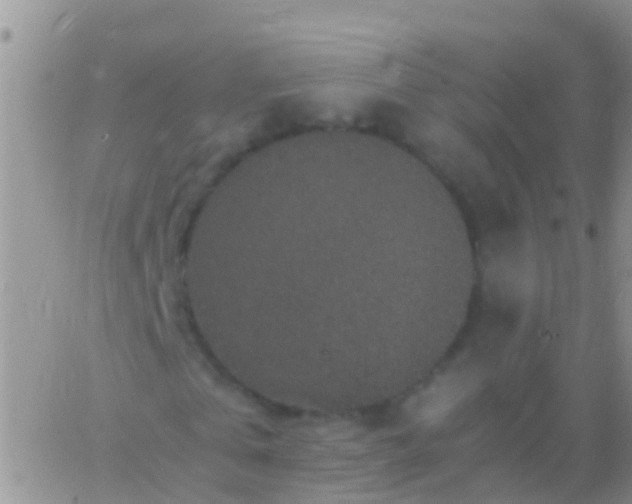 X0000065980769200603172114