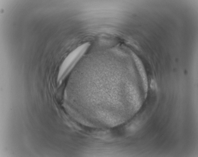 X0000065980771200603172114