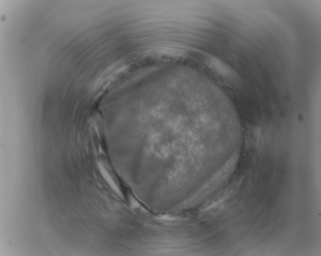 X0000065980774200603172114