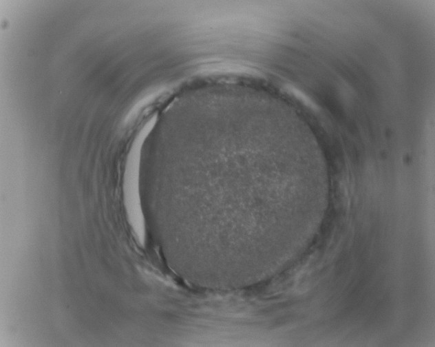 X0000065980775200603172114