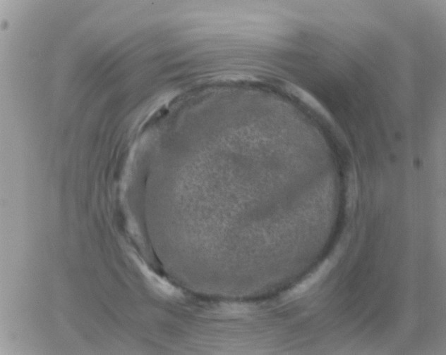 X0000065980777200603172114