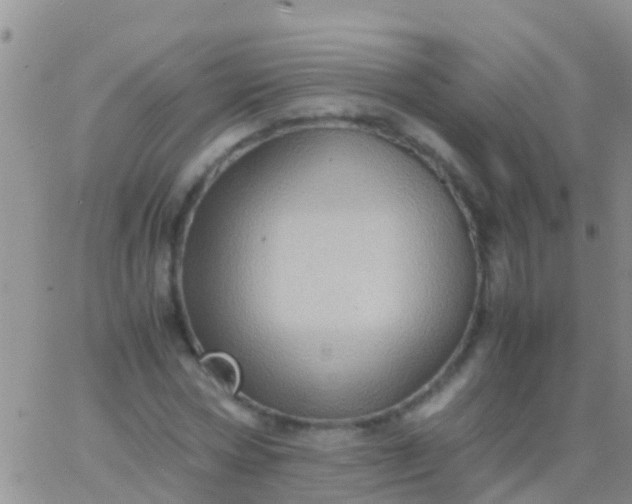 X0000065980778200603172114