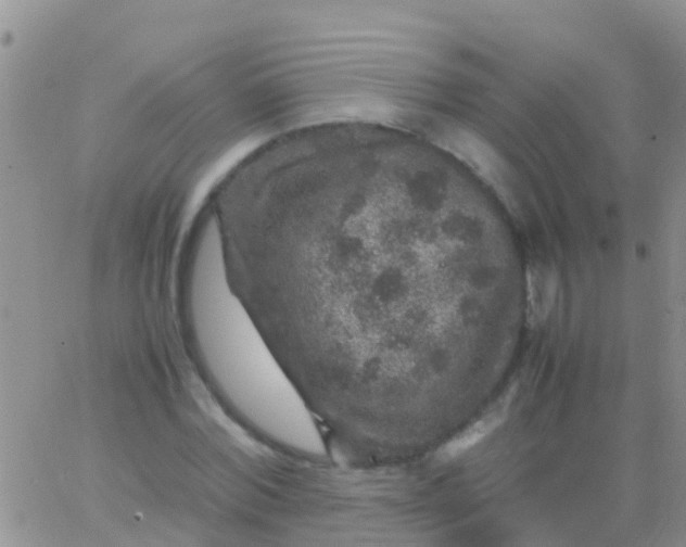 X0000065980780200603172114