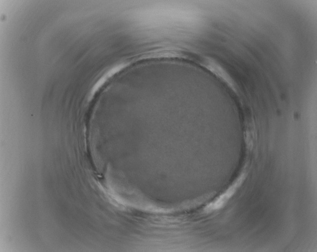 X0000065980781200603172114