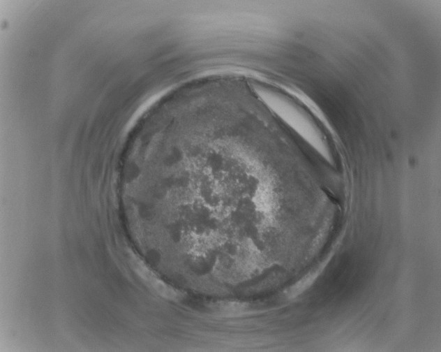 X0000065980783200603172114