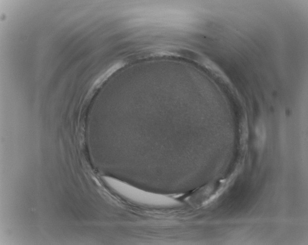 X0000065980785200603172114