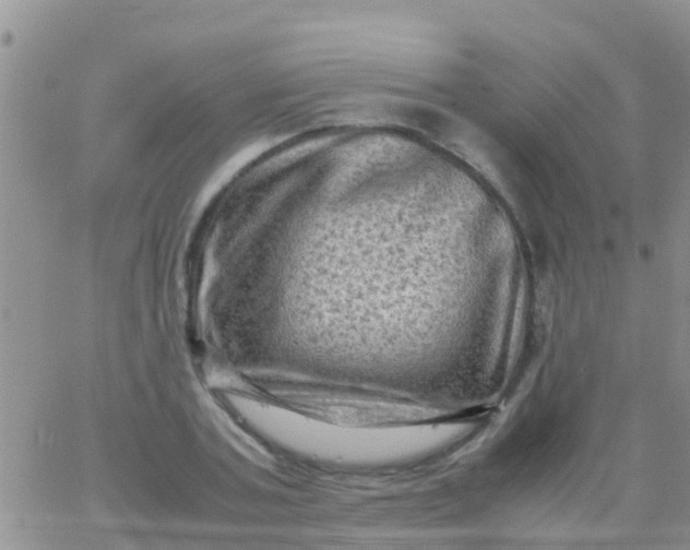 X0000065980787200603172114