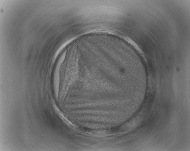 X0000065980791200603172114