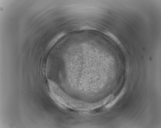 X0000065980793200603172114