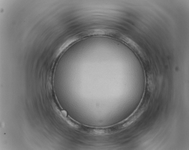 X0000065980794200603172114