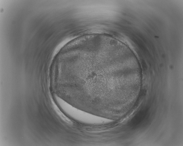 X0000065980795200603172114