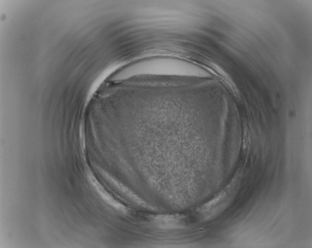 X0000065980796200603172114