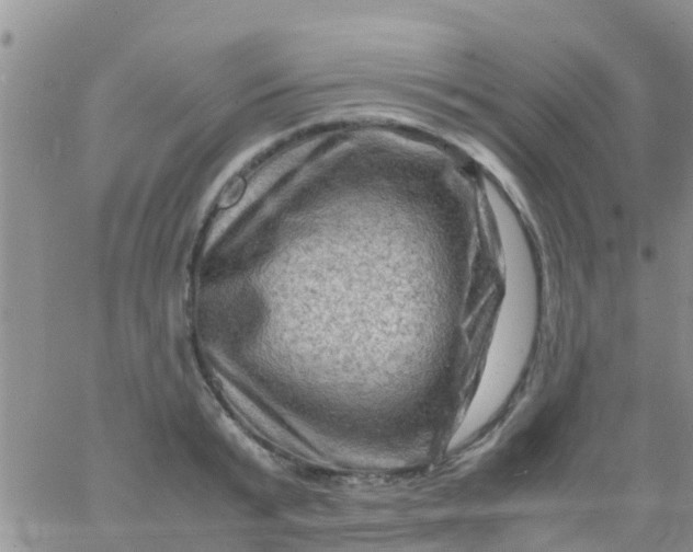 X0000065980799200603172114