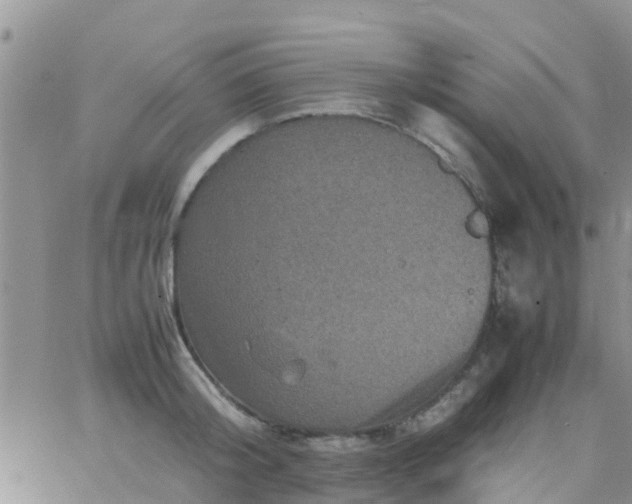 X0000065980804200603172114