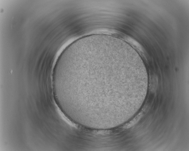 X0000065980808200603172113