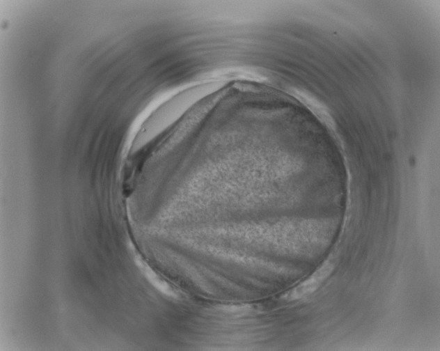 X0000065980816200603172113