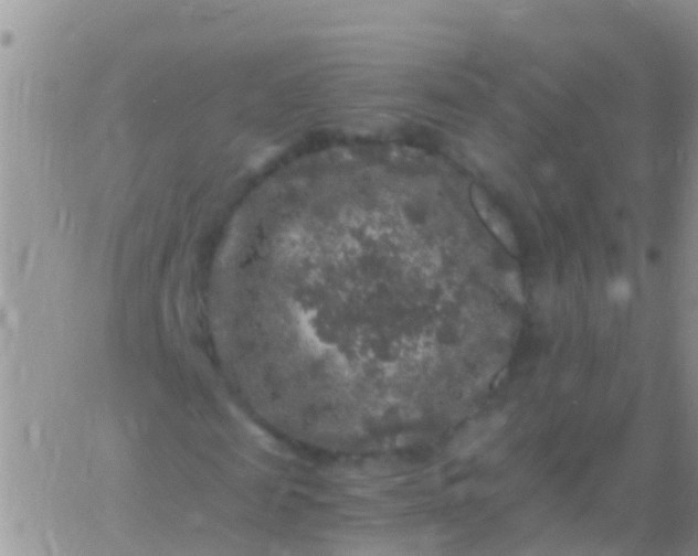 X0000065980817200603172113