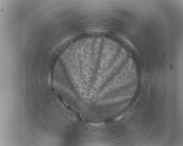 X0000065980821200603172113