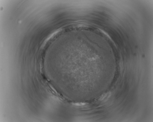 X0000065980823200603172113