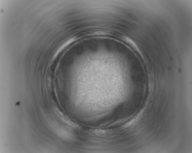 X0000065980827200603172113