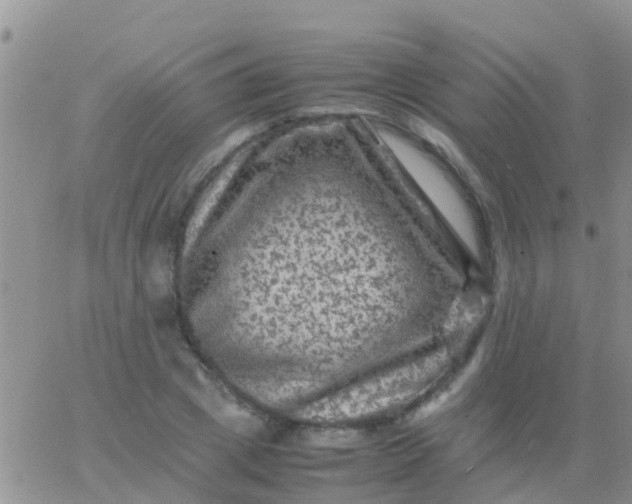 X0000065980833200603172113