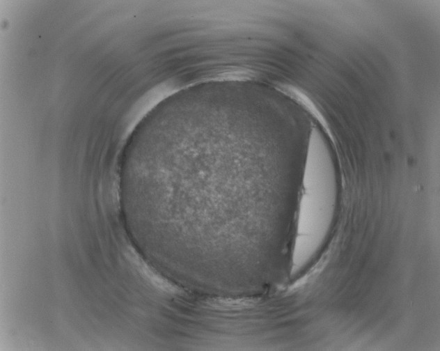 X0000065980835200603172113